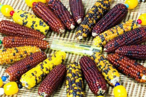 彩色玉米是怎么形成的(彩色玉米是水果玉米吗) 彩色玉米是怎么形成的(彩色玉米是水果玉米吗)