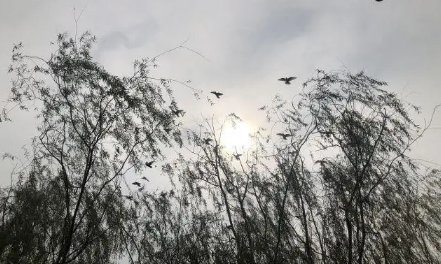 孤鸾年结婚好不好(孤鸾煞不结婚会怎样)