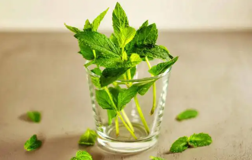 薄荷开花了还可以食用吗(薄荷怎么会开花) 薄荷开花了还可以食用吗(薄荷怎么会开花)