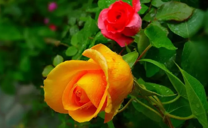 月季花叶子发黄枯萎是怎么回事(月季花叶子发黄有黑斑是怎么回事) 月季花叶子发黄枯萎是怎么回事(月季花叶子发黄有黑斑是怎么回事)