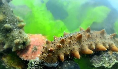 海参如何泡发(海参如何泡发营养不流失)