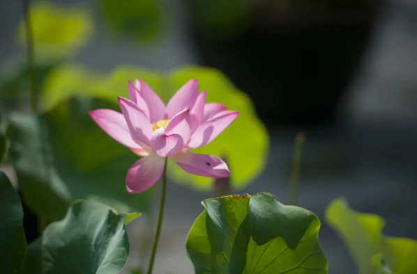 2022年一伏二伏三伏的时间(2022三伏天时间)