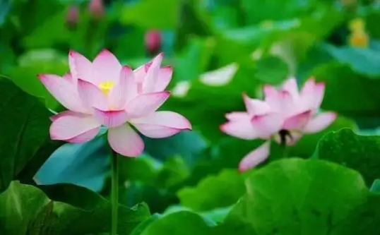 2022年7月几号入头伏(头伏是几月几号2022年) 2022年7月几号入头伏(头伏是几月几号2022年)