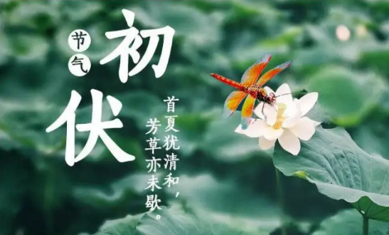 初伏吃什么食物好养生(初伏的饮食)