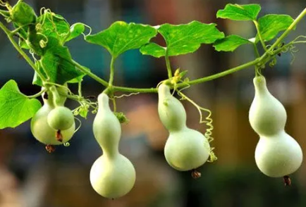 自家种的葫芦可以辟邪吗(自己做的葫芦可以辟邪吗)