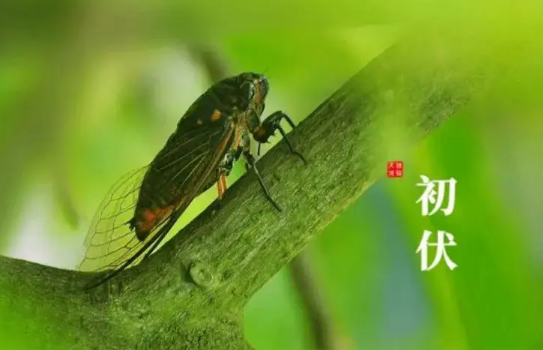 初伏吃什么食物好养生(初伏的饮食)