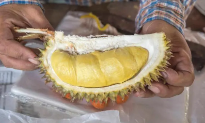 榴莲不熟放放可以变熟吗(没熟好的榴莲会越放越熟吗?)