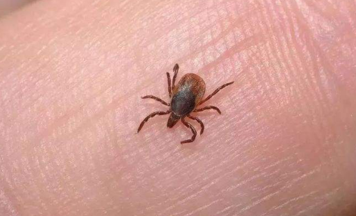 被蜱虫叮咬不要用火烫吗(蜱虫怕烫吗)