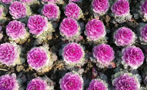 羽衣甘蓝长什么样子图片(羽衣甘蓝高清图片大全)