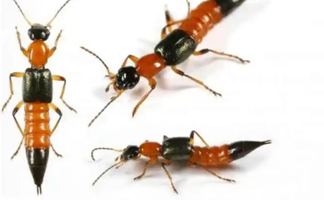 隐翅虫毒液堪比硫酸真的假的(隐翅虫体液有毒吗) 隐翅虫毒液堪比硫酸真的假的(隐翅虫体液有毒吗)