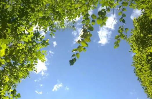 2022年7月几号出梅(2021年6月几号入梅,几号出梅)