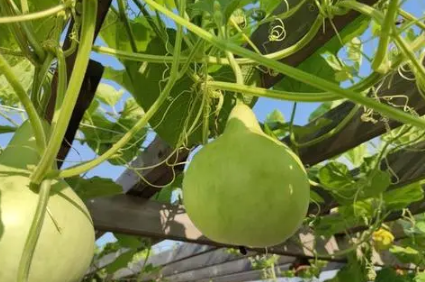 葫芦挂在家里哪里招财(葫芦放在家里的什么位置招财) 葫芦挂在家里哪里招财(葫芦放在家里的什么位置招财)