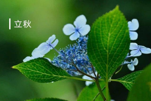 2022年立秋是几伏(2021年立秋时间和初伏时间)
