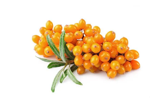 沙棘果维生素c含量比猕猴桃高吗(沙棘果和猕猴桃的维生素C那个含量更高) 沙棘果维生素c含量比猕猴桃高吗(沙棘果和猕猴桃的维生素C那个含量更高)