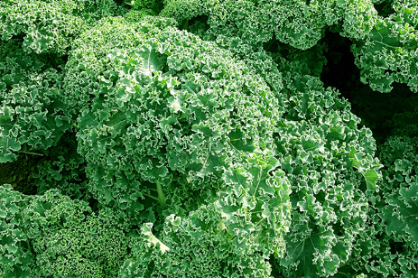 羽衣甘蓝是生菜吗(羽衣甘蓝是芥菜吗)