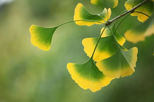 2022年立秋是公老虎还是母老虎(今年立秋是母老虎吗)