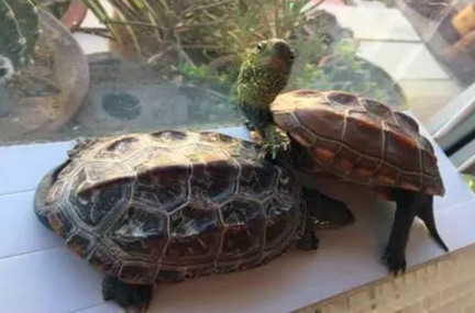 养草龟要一直放在水里吗(草龟可以放在水里养吗)