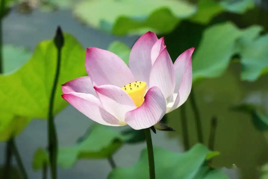 2022年7月有什么节日和纪念日(2022年的七月份)