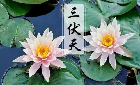 为什么三伏天排寒湿最好(三伏排寒湿的重要性) 为什么三伏天排寒湿最好(三伏排寒湿的重要性)