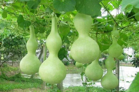 自家种的葫芦可以辟邪吗(自己做的葫芦可以辟邪吗) 自家种的葫芦可以辟邪吗(自己做的葫芦可以辟邪吗)