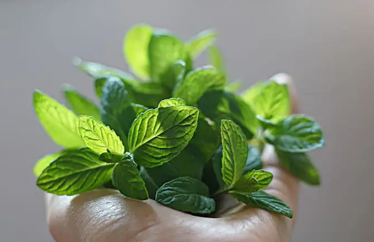 吃薄荷为什么会觉得凉(薄荷吃着凉是因为) 吃薄荷为什么会觉得凉(薄荷吃着凉是因为)