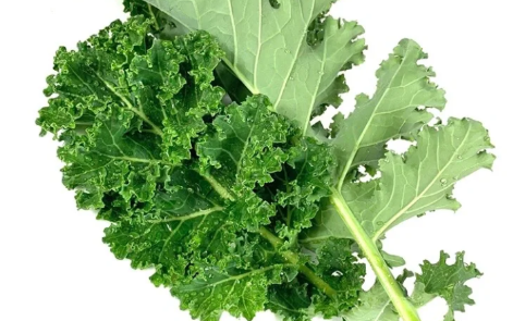 羽衣甘蓝的根茎为啥不能吃(羽衣甘蓝只吃叶子吗) 羽衣甘蓝的根茎为啥不能吃(羽衣甘蓝只吃叶子吗)