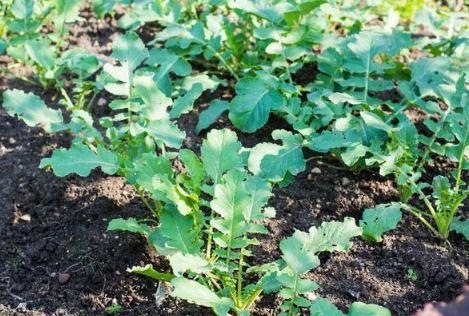 过了处暑还能不能种菜(大暑过后可以种什么菜) 过了处暑还能不能种菜(大暑过后可以种什么菜)