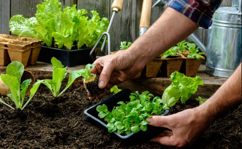 过了处暑还能不能种菜(大暑过后可以种什么菜) 过了处暑还能不能种菜(大暑过后可以种什么菜)