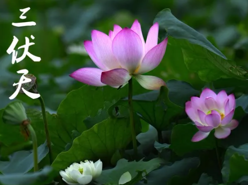 2022年三伏天一伏多少天(2021年三伏天) 2022年三伏天一伏多少天(2021年三伏天)