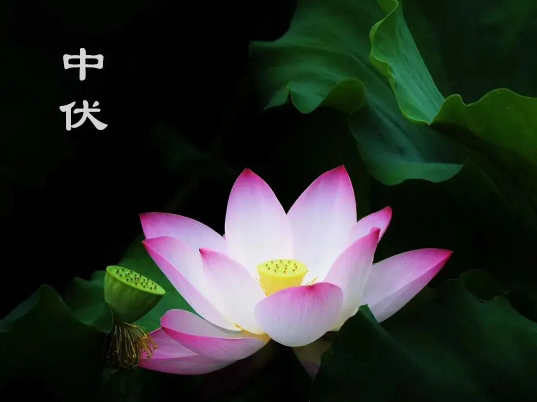 2022年中伏有多少天(2021年初伏中伏末伏一共多少天)