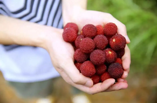 吃过杨梅舌头上有颜色正常吗(吃完杨梅舌头会紫色好几天吗)