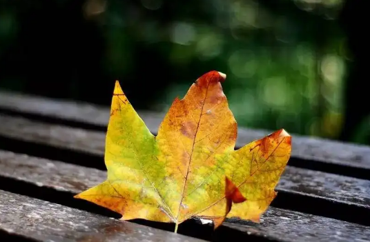 2022年立秋是公老虎还是母老虎(今年立秋是母老虎吗)