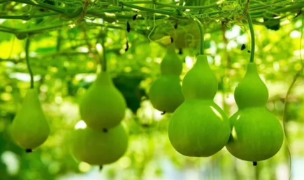 葫芦挂在家里哪里招财(葫芦放在家里的什么位置招财) 葫芦挂在家里哪里招财(葫芦放在家里的什么位置招财)