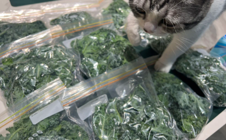 羽衣甘蓝的根茎为啥不能吃(羽衣甘蓝只吃叶子吗) 羽衣甘蓝的根茎为啥不能吃(羽衣甘蓝只吃叶子吗)