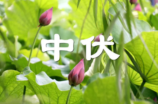 2022年中伏是十天还是二十天(哪年中伏是十天)