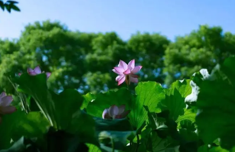 2022是中伏热还是末伏热(末伏热还是初伏热)