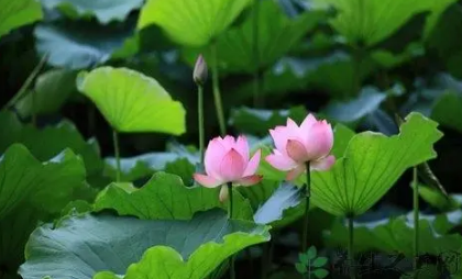 2022是中伏热还是末伏热(末伏热还是初伏热) 2022是中伏热还是末伏热(末伏热还是初伏热)