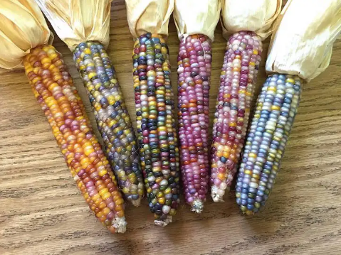 彩色玉米是甜玉米还是糯玉米(普通玉米糯玉米甜玉米的区别)