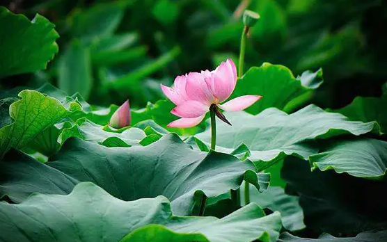 2022年三伏天共多少天(三伏天有多少天2020年)