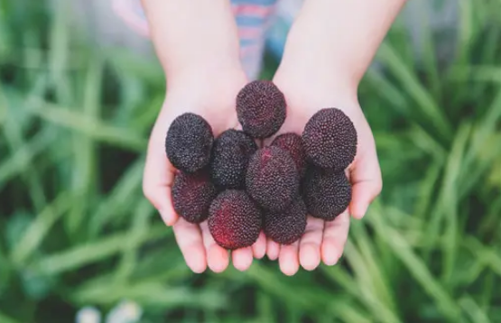 一天吃30几个杨梅会怎么样(杨梅一次吃太多会怎么样) 一天吃30几个杨梅会怎么样(杨梅一次吃太多会怎么样)