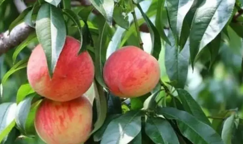 血桃很小吗(血桃长什么样) 血桃很小吗(血桃长什么样)