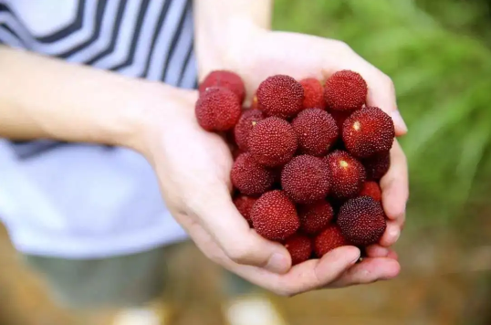 杨梅不泡盐水吃了会怎么样(吃杨梅没有用盐水泡怎么办) 杨梅不泡盐水吃了会怎么样(吃杨梅没有用盐水泡怎么办)