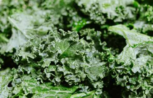 羽衣甘蓝有什么功效(羽衣甘蓝的功效与作用百度百科)