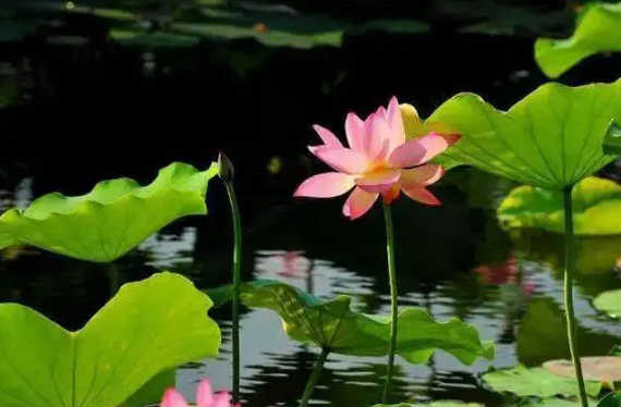 2022初伏中伏末伏是什么时间(中伏末伏是什么时候)