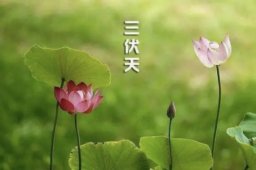 2022初伏中伏末伏是什么时间(中伏末伏是什么时候)