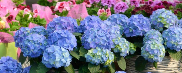 盆栽无尽夏怎么养殖(无尽夏可以盆栽吗)