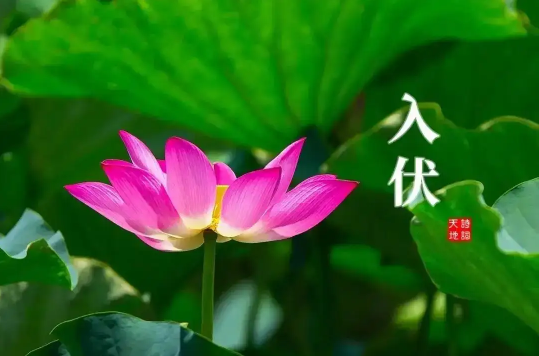 2022年入伏是几月几号几点几分(今年入伏时间几点几分2020)