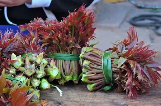 香椿的功效与作用及禁忌症(香椿的功效与作用什么人不能吃) 香椿的功效与作用及禁忌症(香椿的功效与作用什么人不能吃)