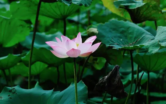 2022年三伏天是几月份到几月份(2020三伏天是几月到几月)