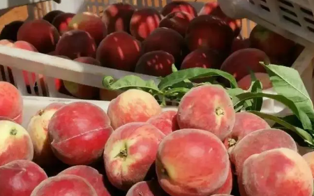 血桃是甜的还是酸的(血桃什么味道)